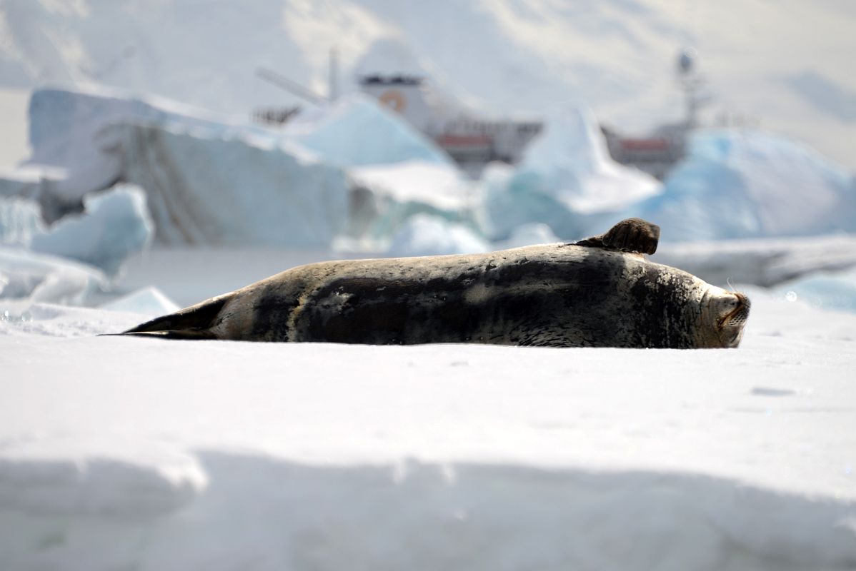 18B A Seal Rests On An Iceberg From Zodiac At Cuverville Island On Quark Expeditions Antarctica Cruise
